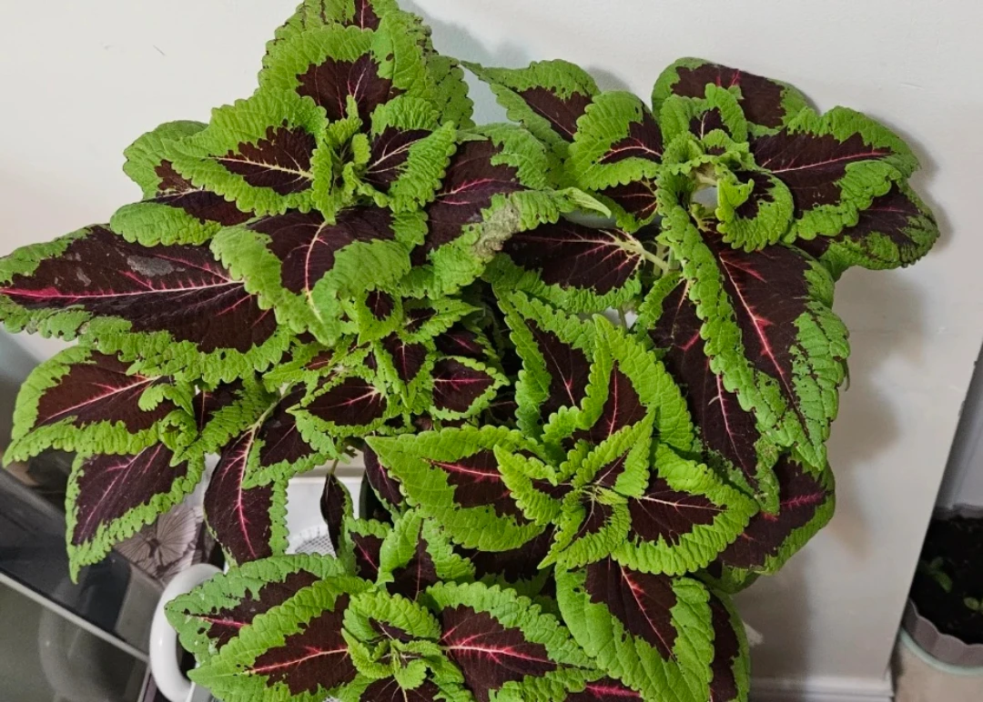 Coleus Plant in White Pot - photo 5