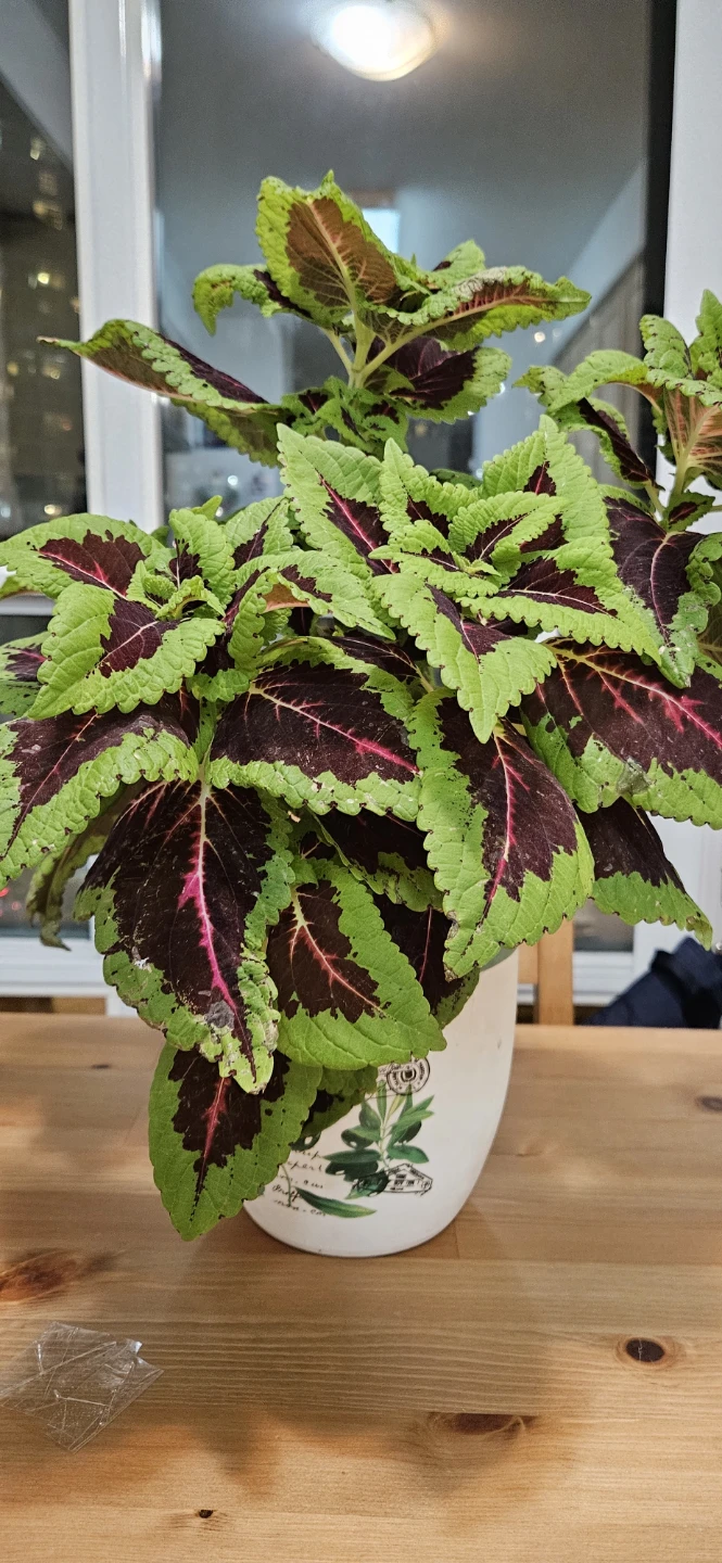 Coleus Plant in White Pot - photo 2