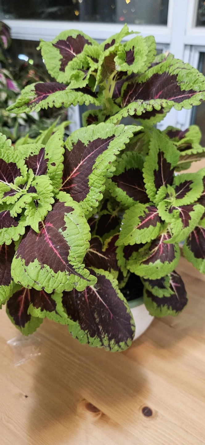 Coleus Plant in White Pot - photo 4