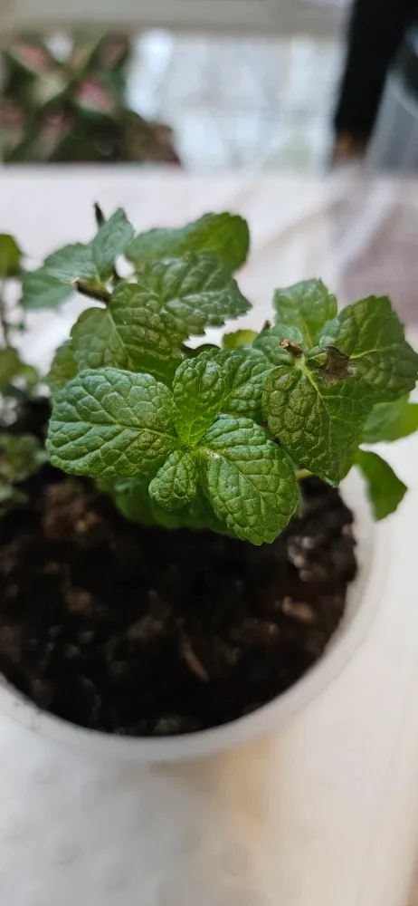 Mint Plant