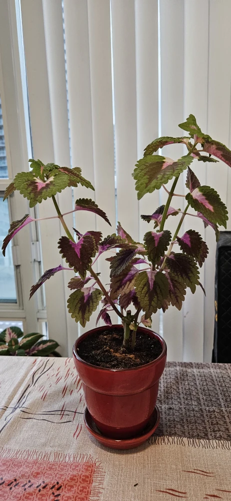 Coleus Plant in Red Pot