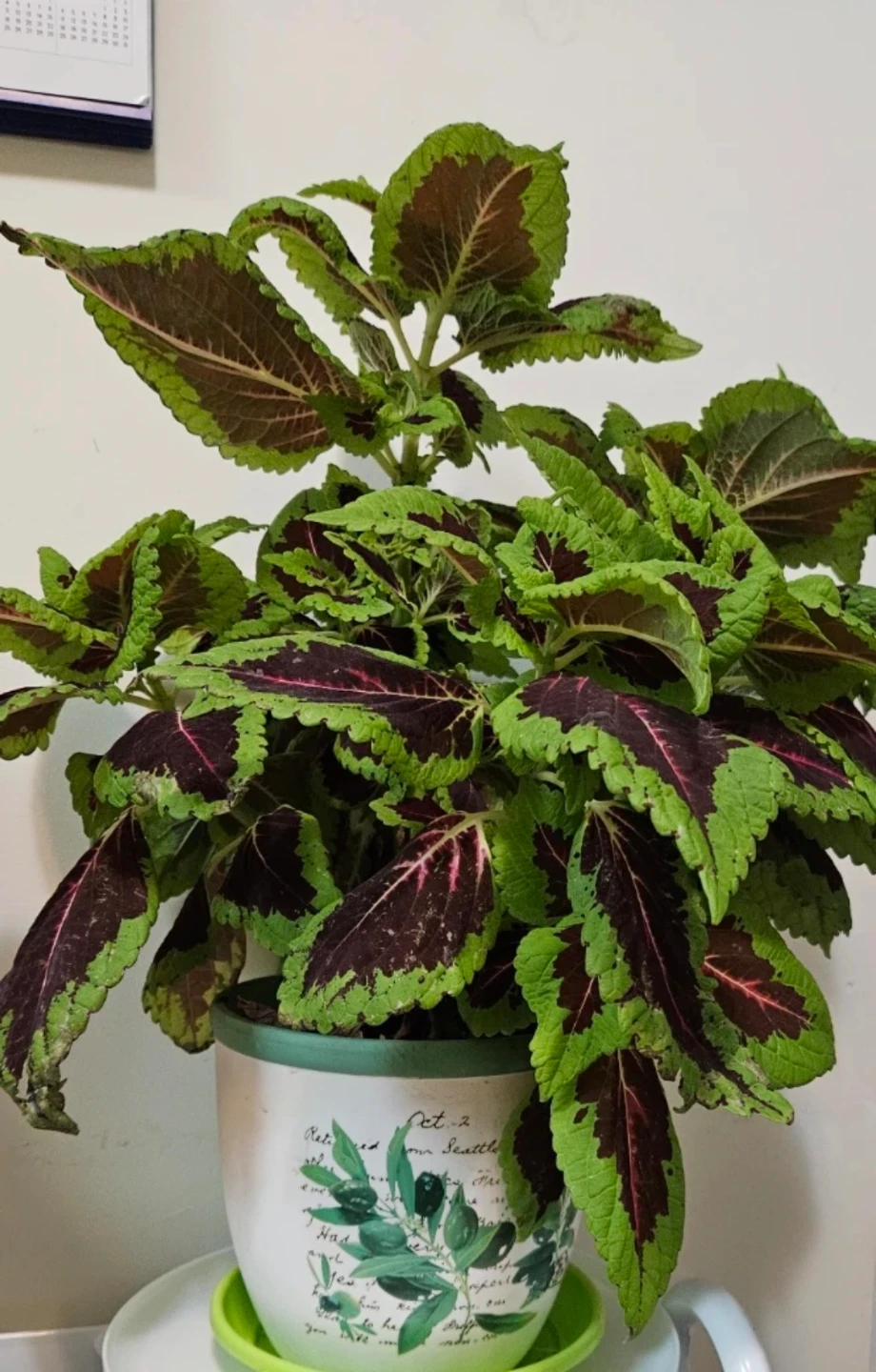 Coleus Plant in White Pot - photo 3