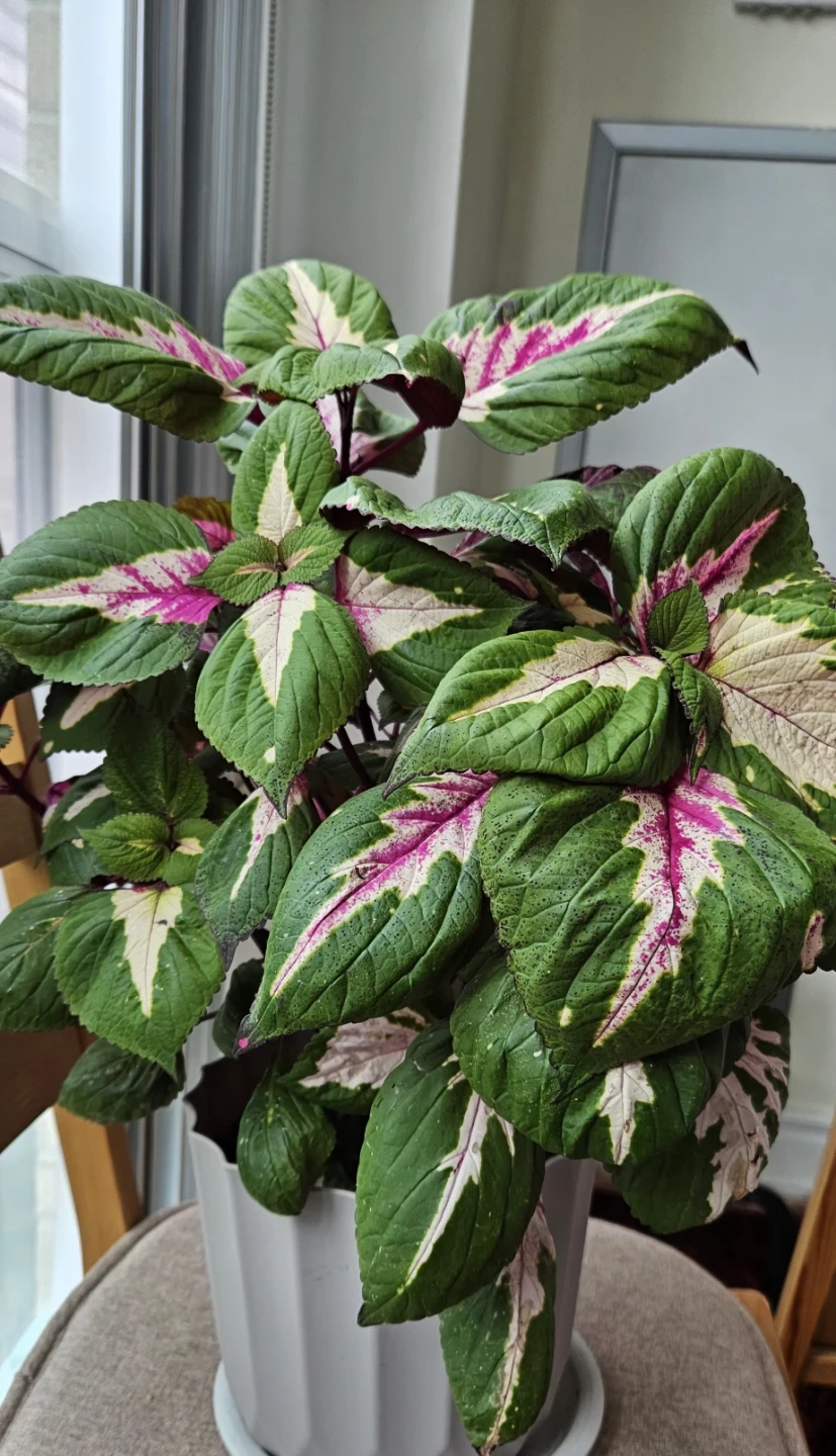 Coleus Plant - Green, Pink, White Leaves - photo 3