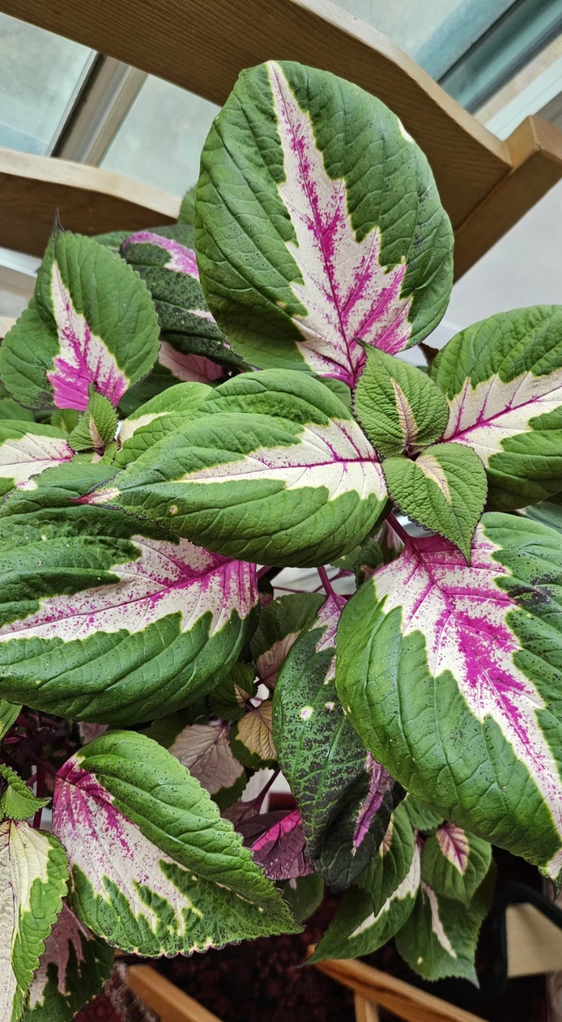 Coleus Plant - Green, Pink, White Leaves