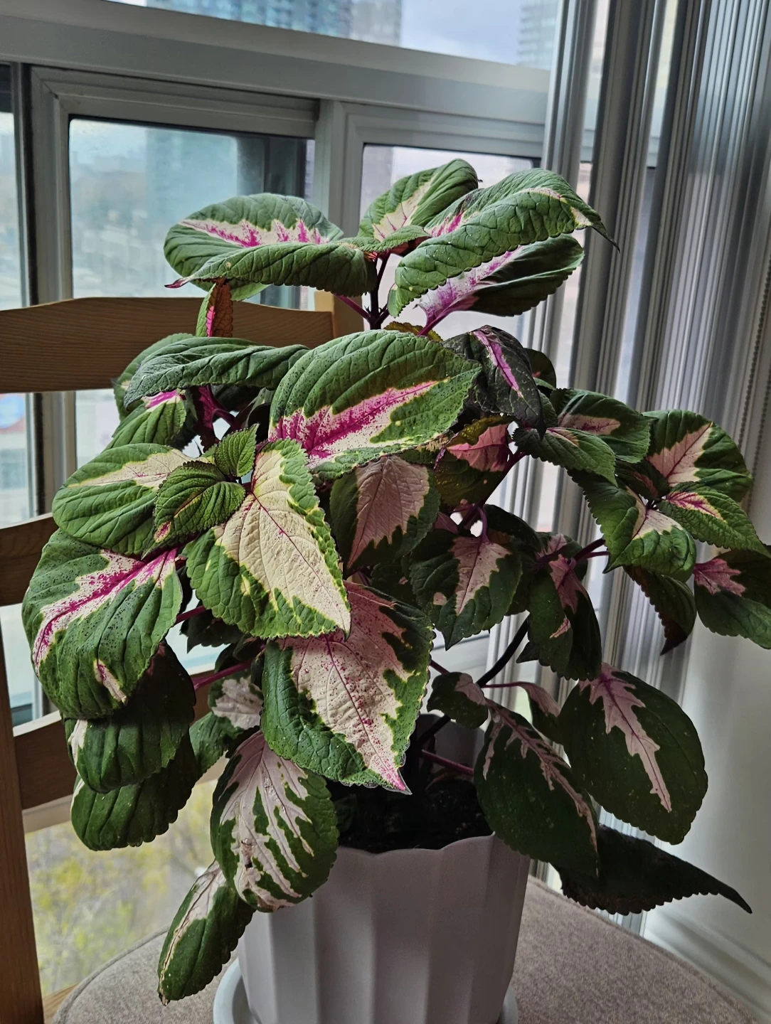 Coleus Plant - Green, Pink, White Leaves - photo 4