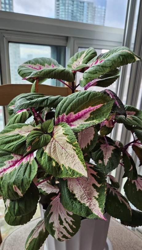 Coleus Plant, Green, Pink, and White - photo 2