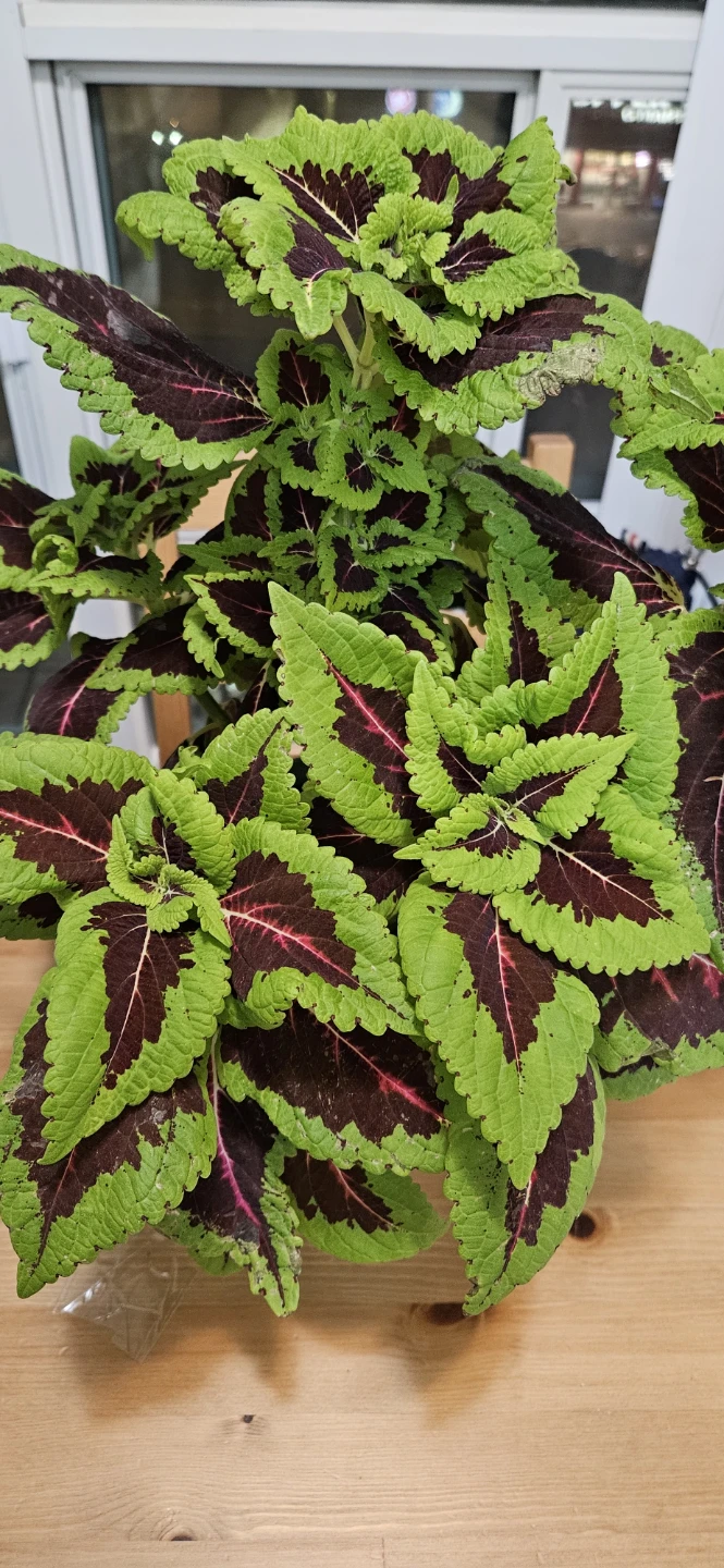 Coleus Plant in White Pot