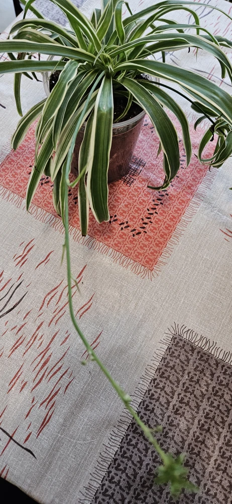 Spider Plant - photo 4