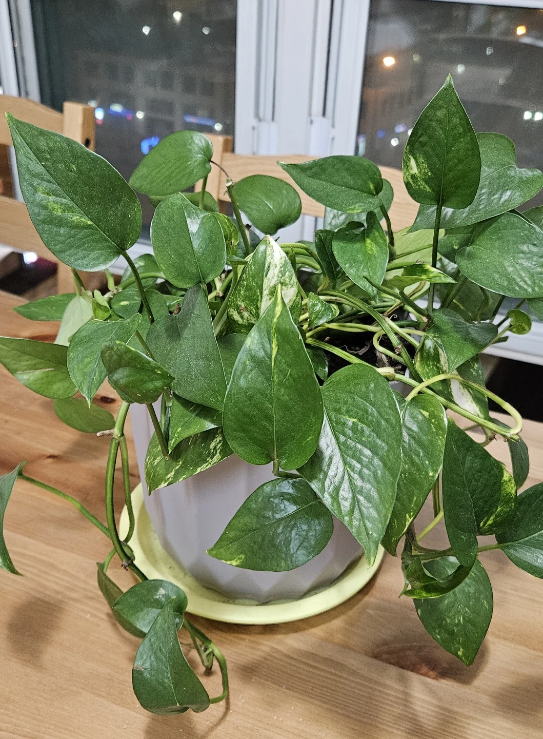 Pothos Plant in Pot - photo 3