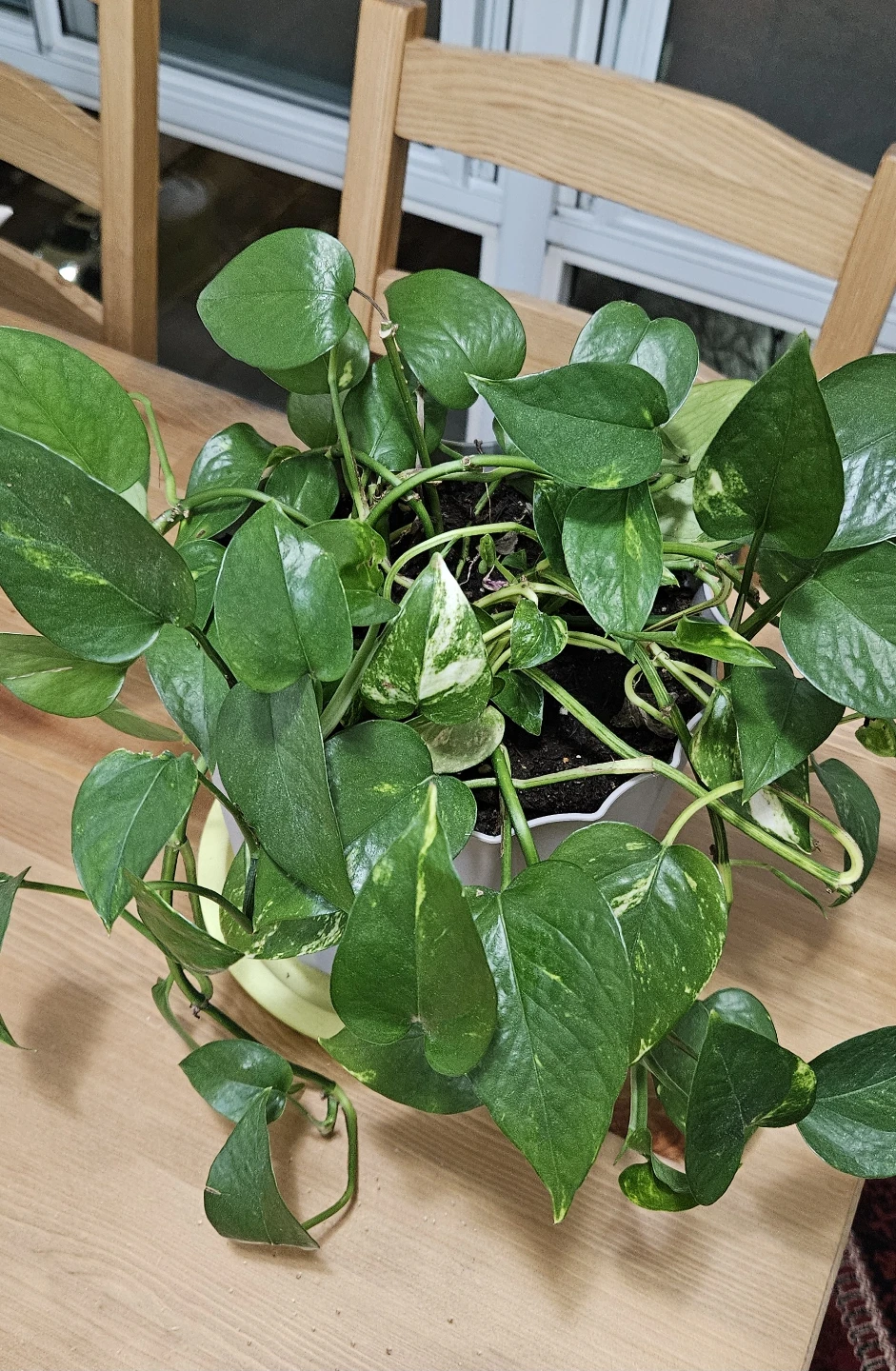 Pothos Plant in Pot