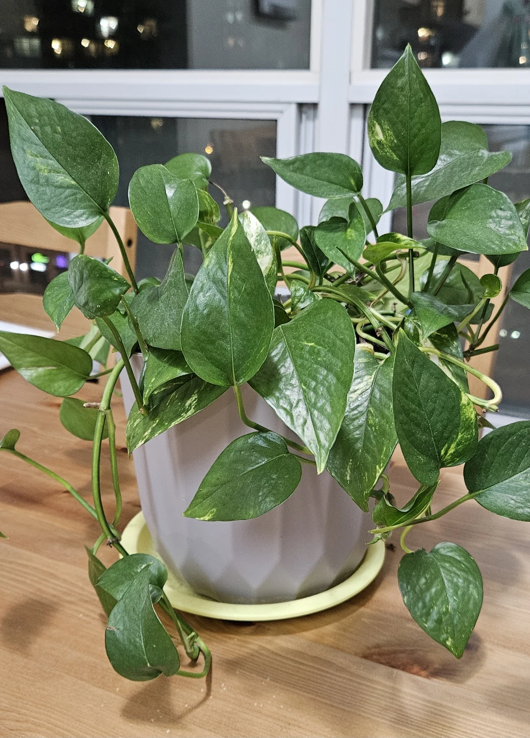 Pothos Plant in Pot - photo 2