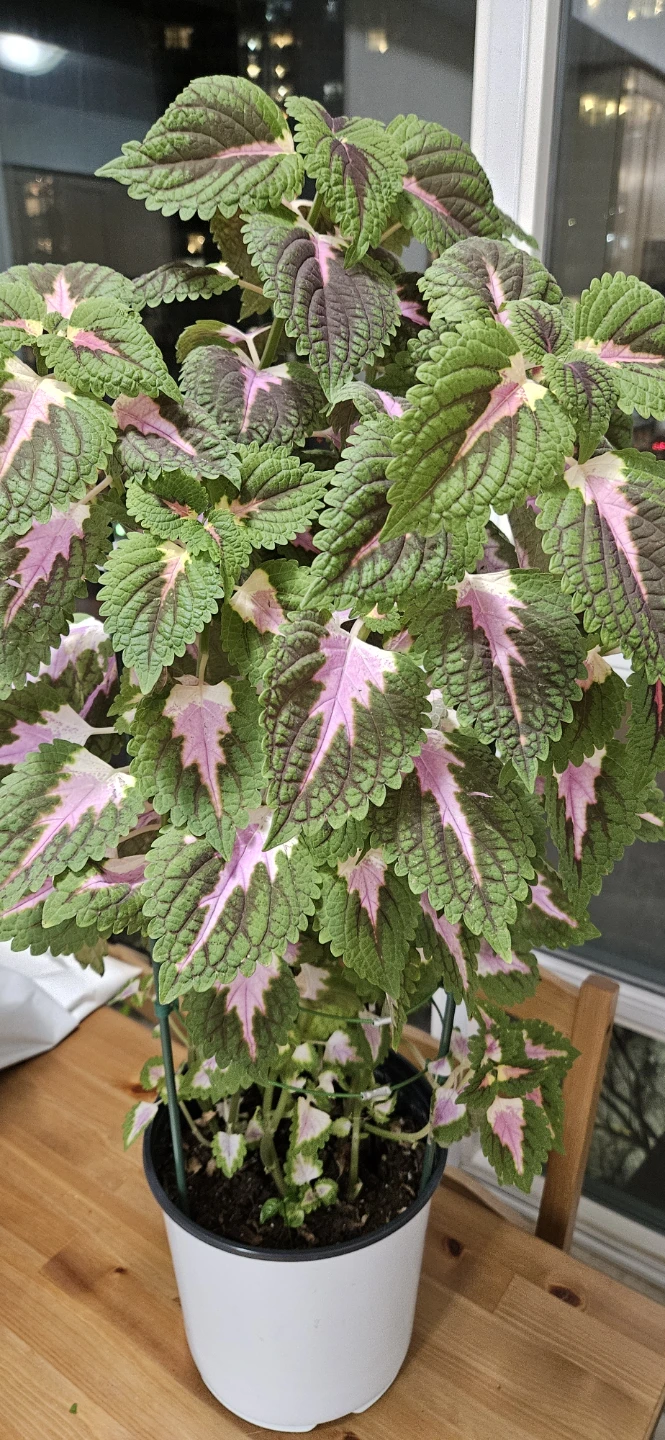 Healthy Potted Coleus Plant