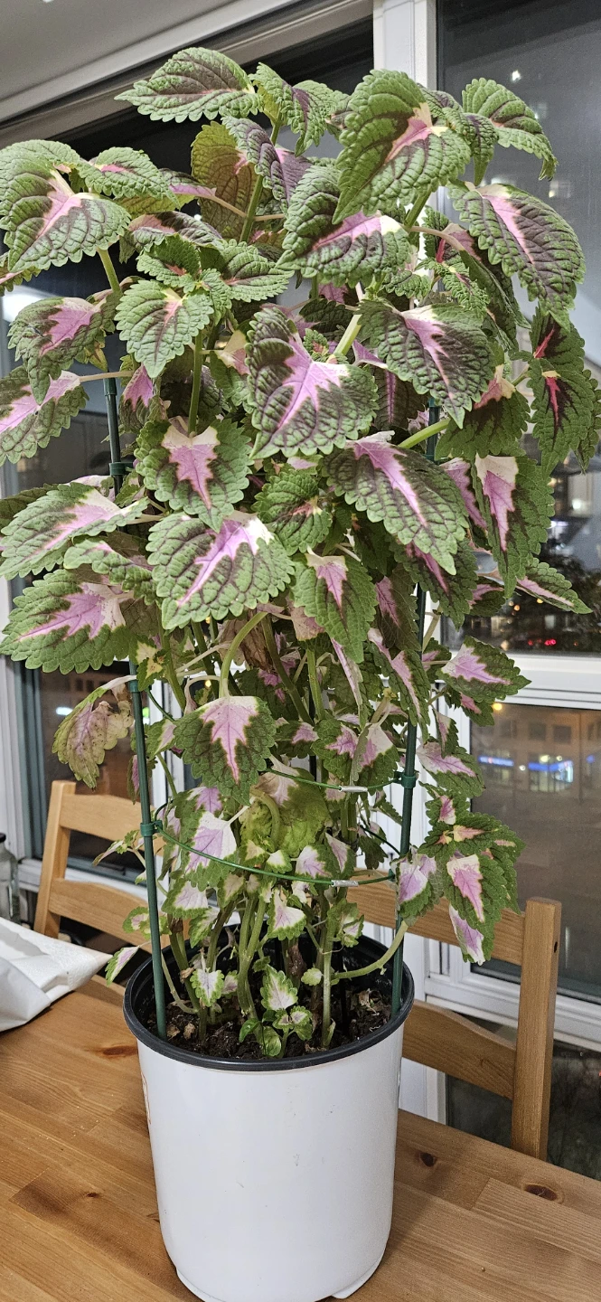 Healthy Potted Coleus Plant - photo 2