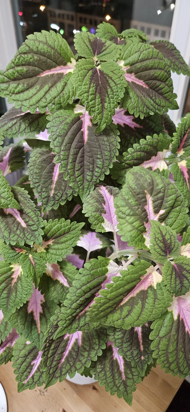 Healthy Potted Coleus Plant - photo 3