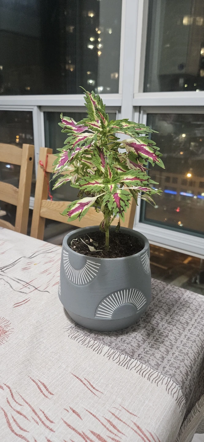 Coleus Plant in Decorative Pot