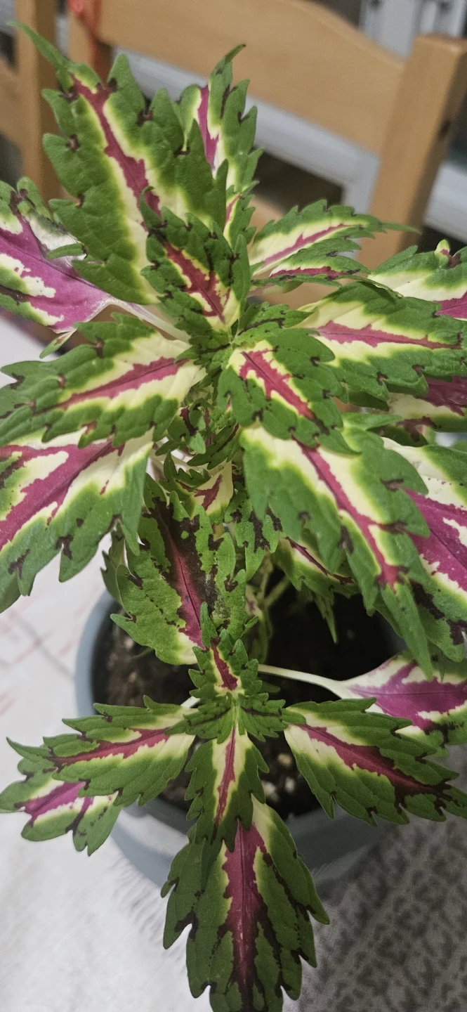 Coleus Plant in Decorative Pot - photo 2
