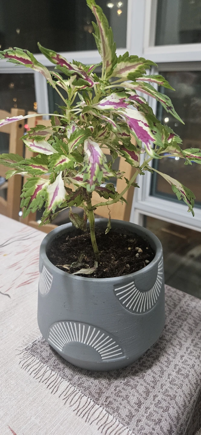 Coleus Plant in Decorative Pot - photo 3