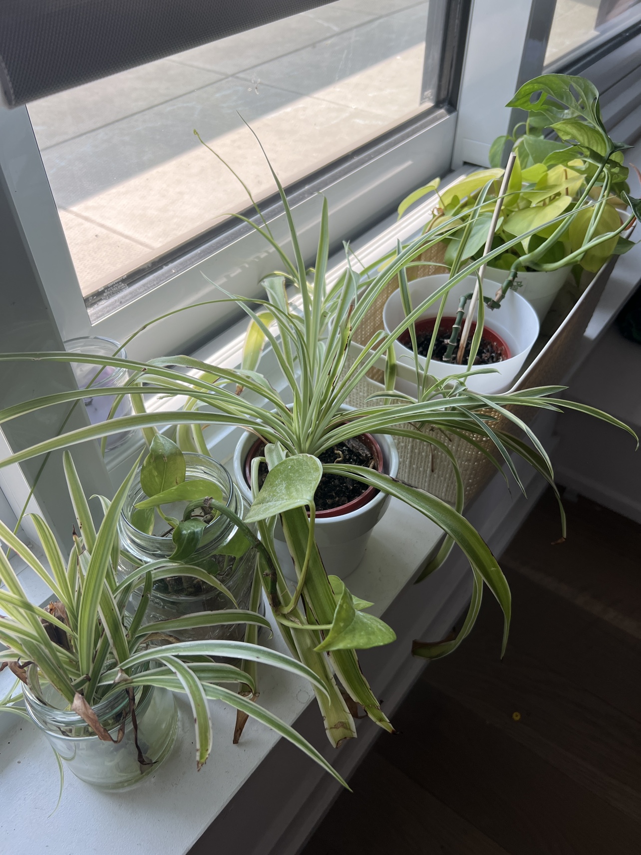 Houseplants #freecycle - photo 2