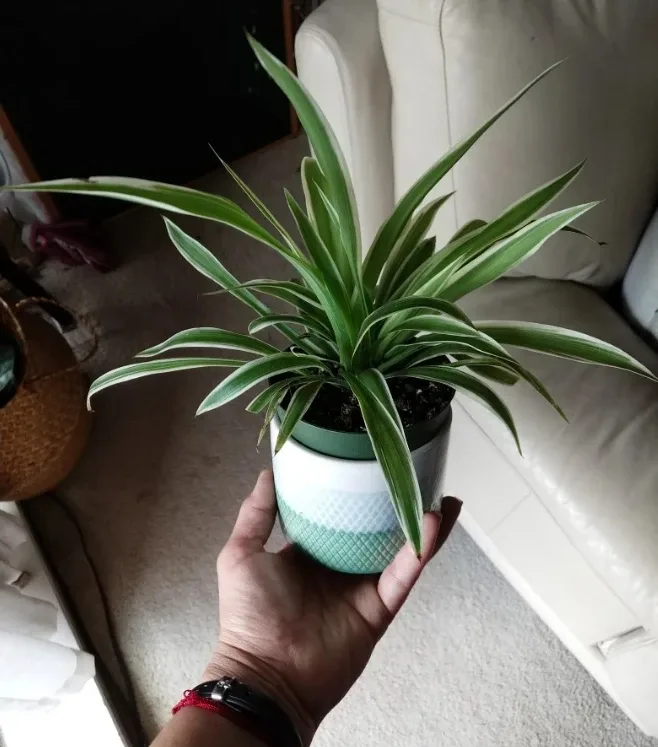 Spider Plant thumbnail