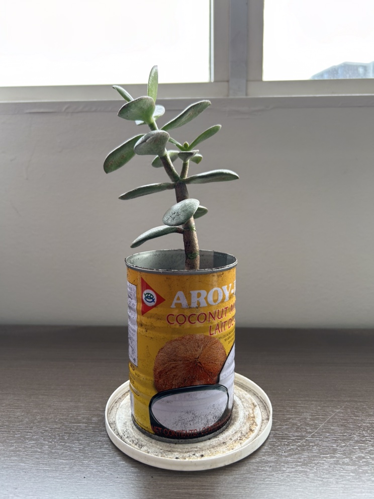 Jade Plant + FREE Succulent! - photo 5