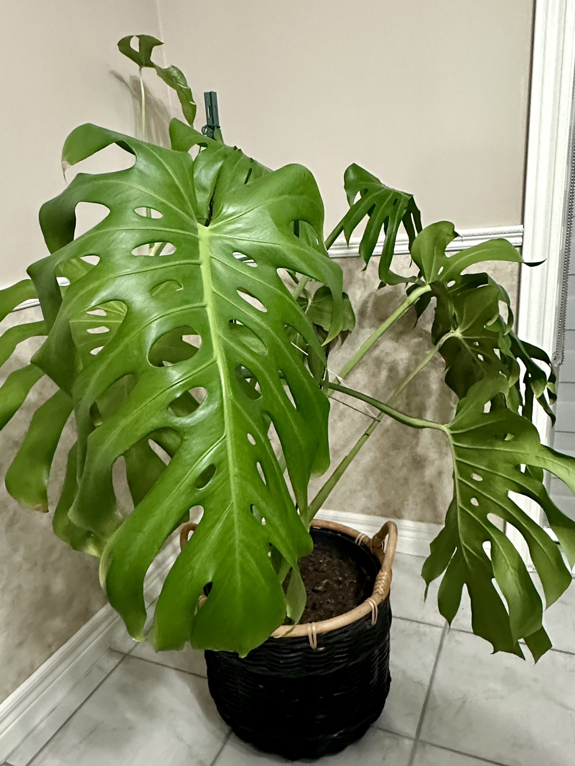 Monstera Deliciosa Plant - photo 3