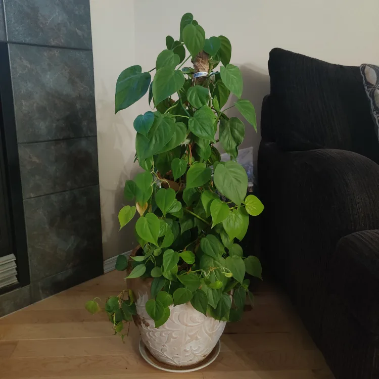 Large Money plant original thumbnail