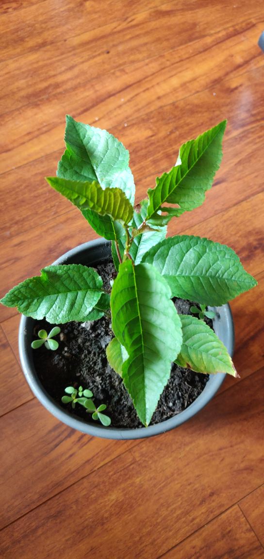 cherry tree seedlings,Naturally grow，no chemicals, no spray - photo 3