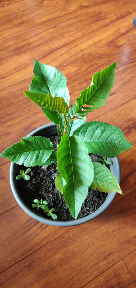 cherry tree seedlings,Naturally grow，no chemicals, no spray image indicator(3)