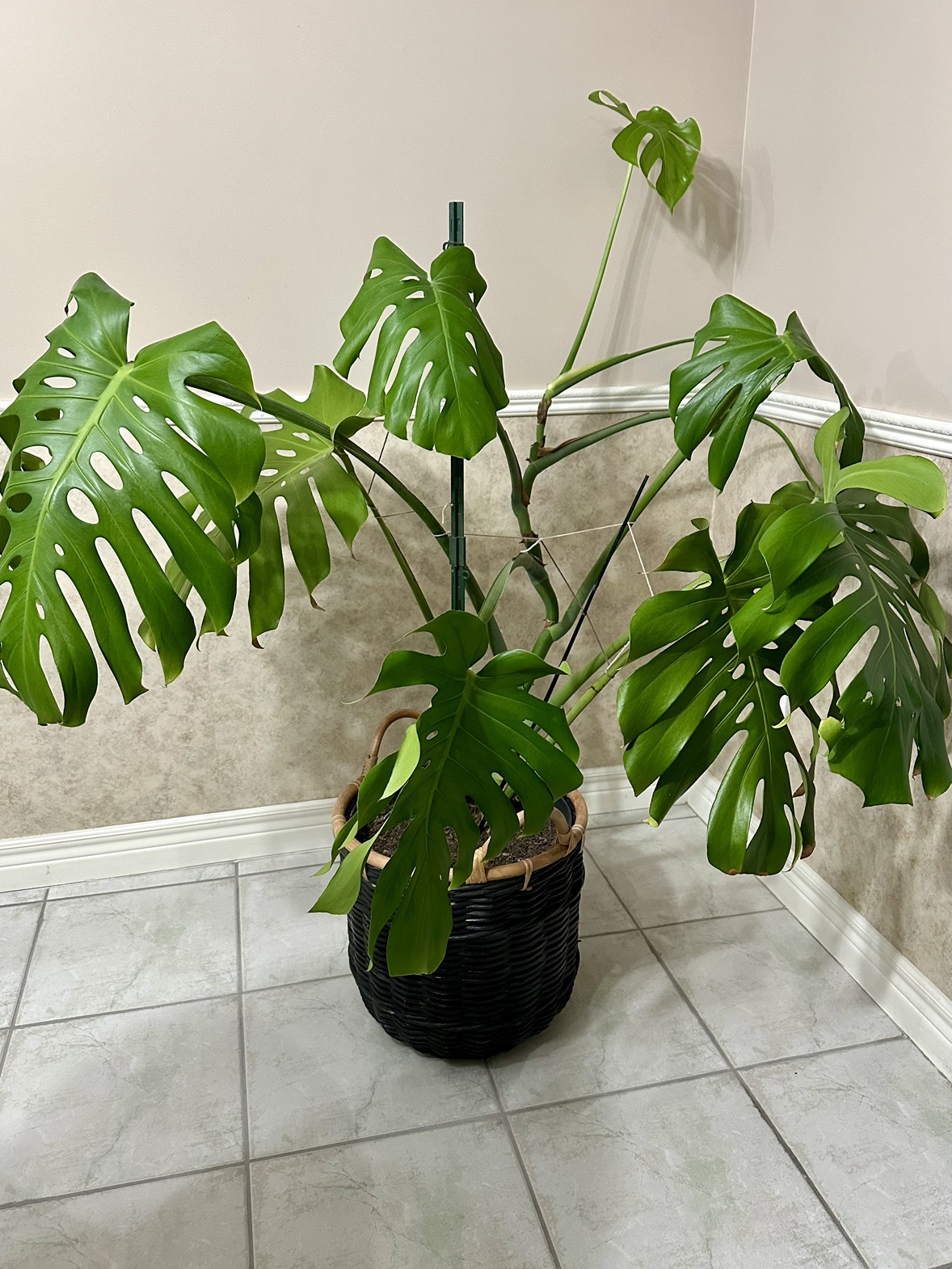 Monstera Deliciosa Plant
