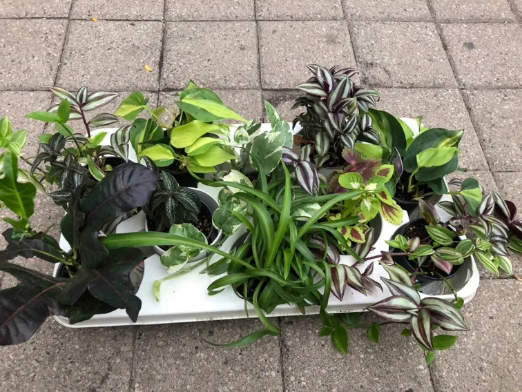 Assortment of Houseplants 3 for $10 thumbnail