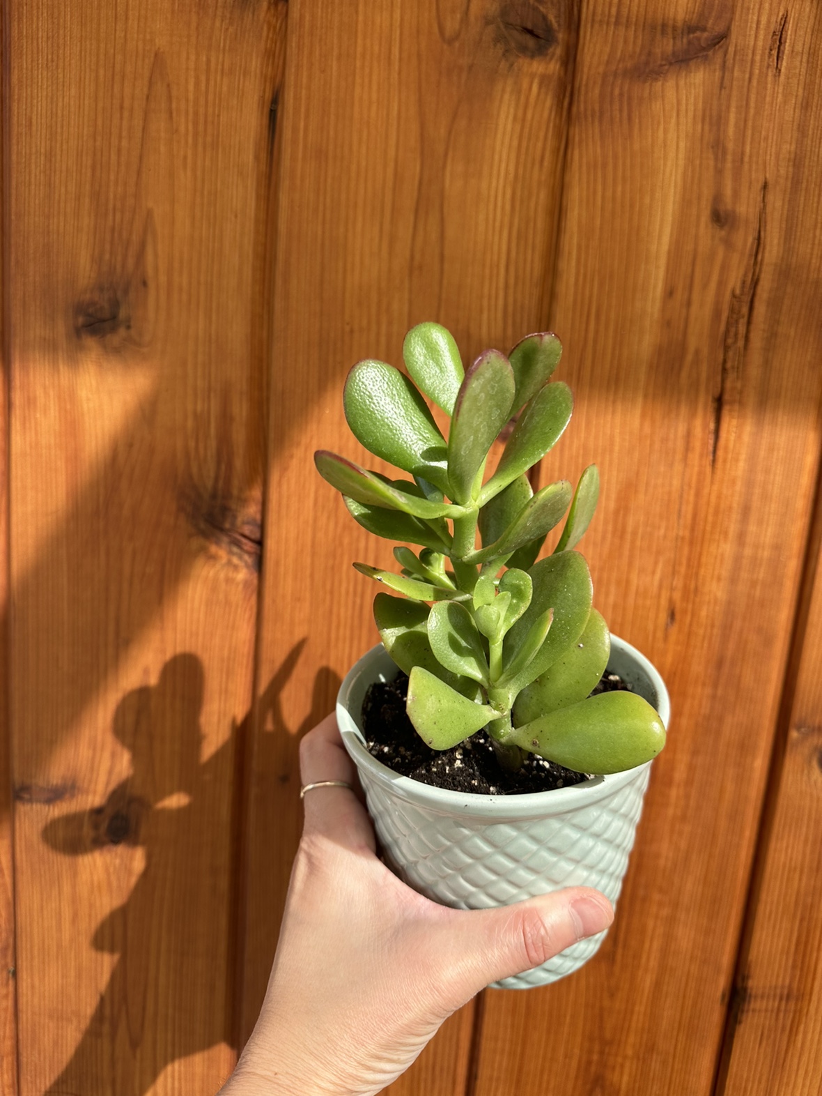 Jade plant - photo 2