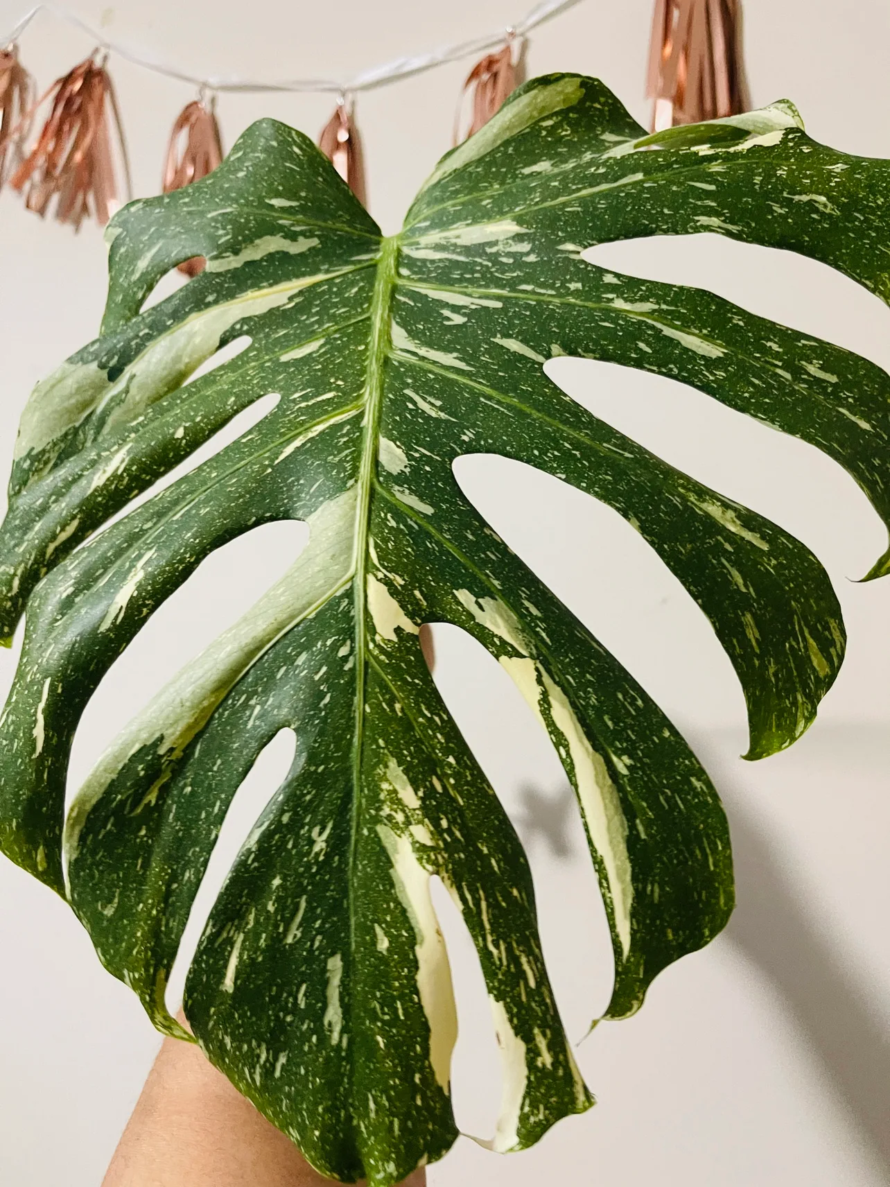 Monstera Thai Cutting thumbnail
