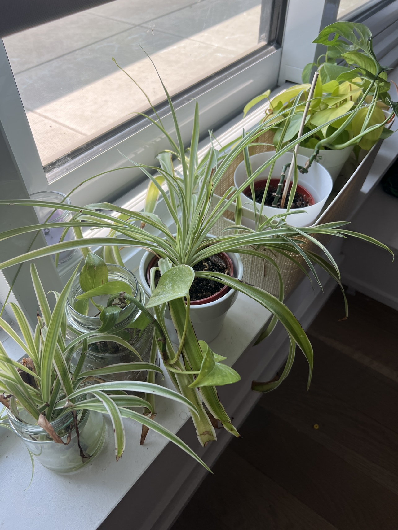 Houseplants #freecycle - photo 3