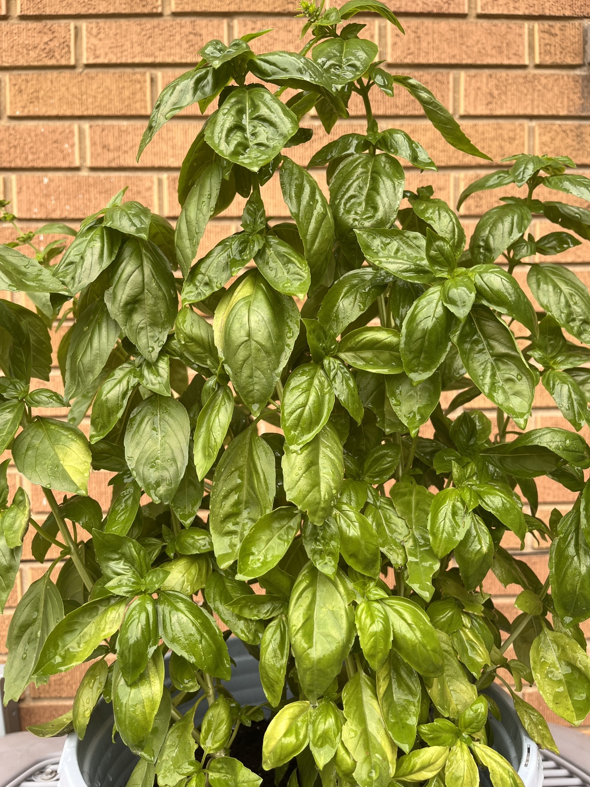 Basil Plant - photo 2