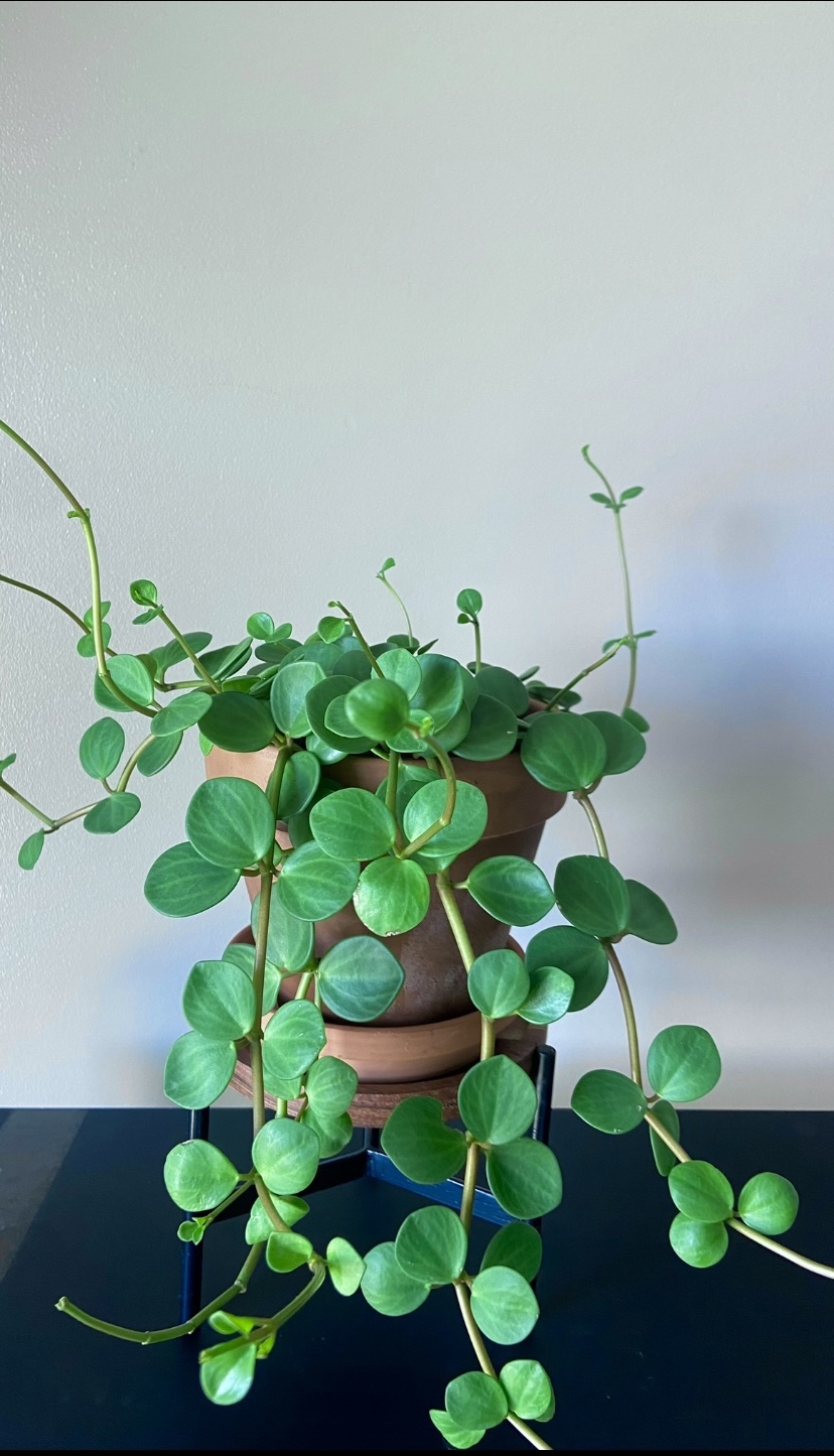 Peperomia Hope