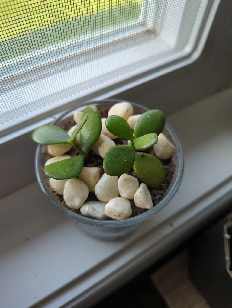 Jade Plant in Glass Pot image indicator(2)