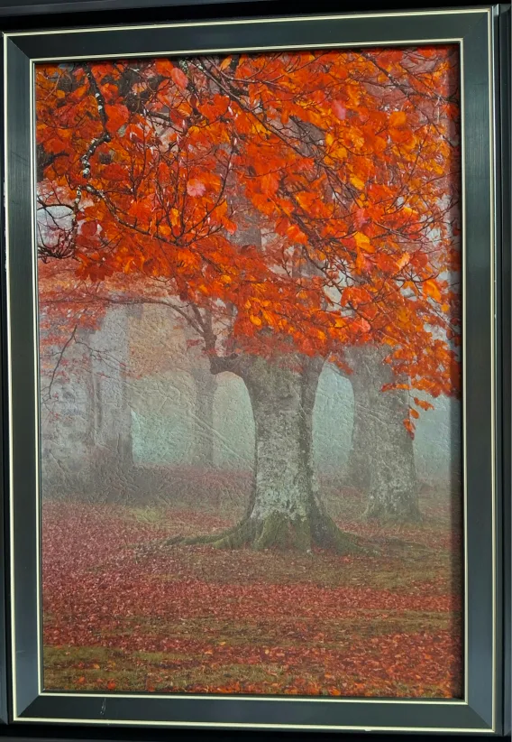 Framed Triptych of Autumn Trees image indicator(3)
