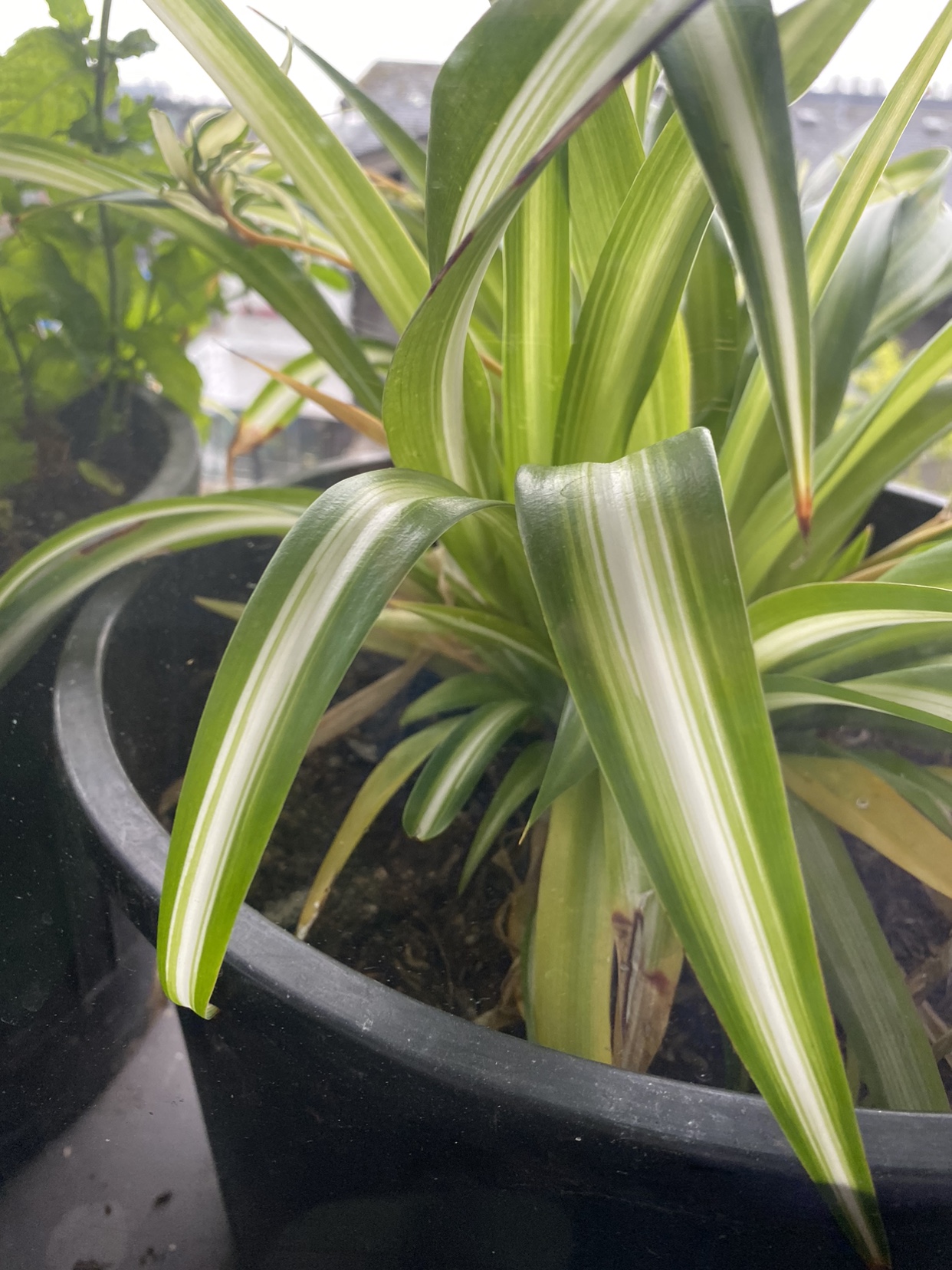Spider Plant #freecycle - photo 2