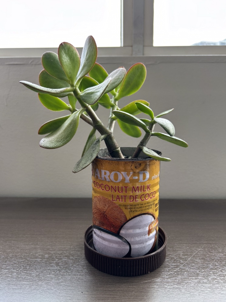 Jade Plant + FREE Succulent! - photo 2