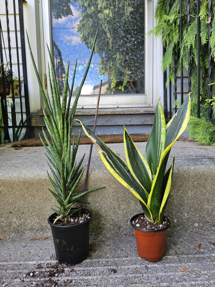 Sanseverias, Snake plants
