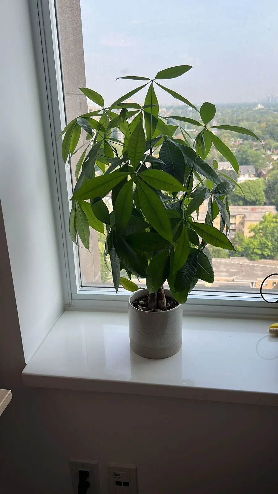 Pachira Aquatiqa Plant thumbnail