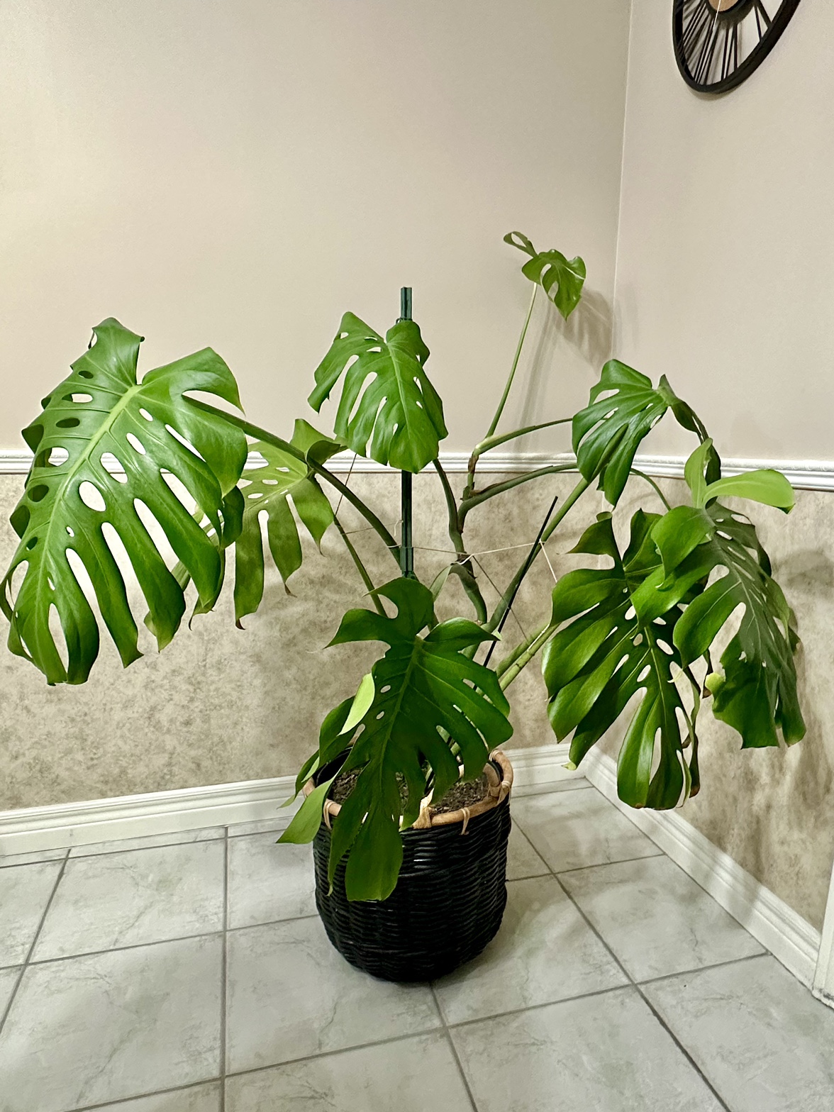Monstera Deliciosa Plant - photo 4