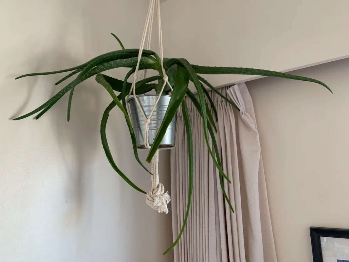 Aloe Vera Plant in Hanging Pot thumbnail