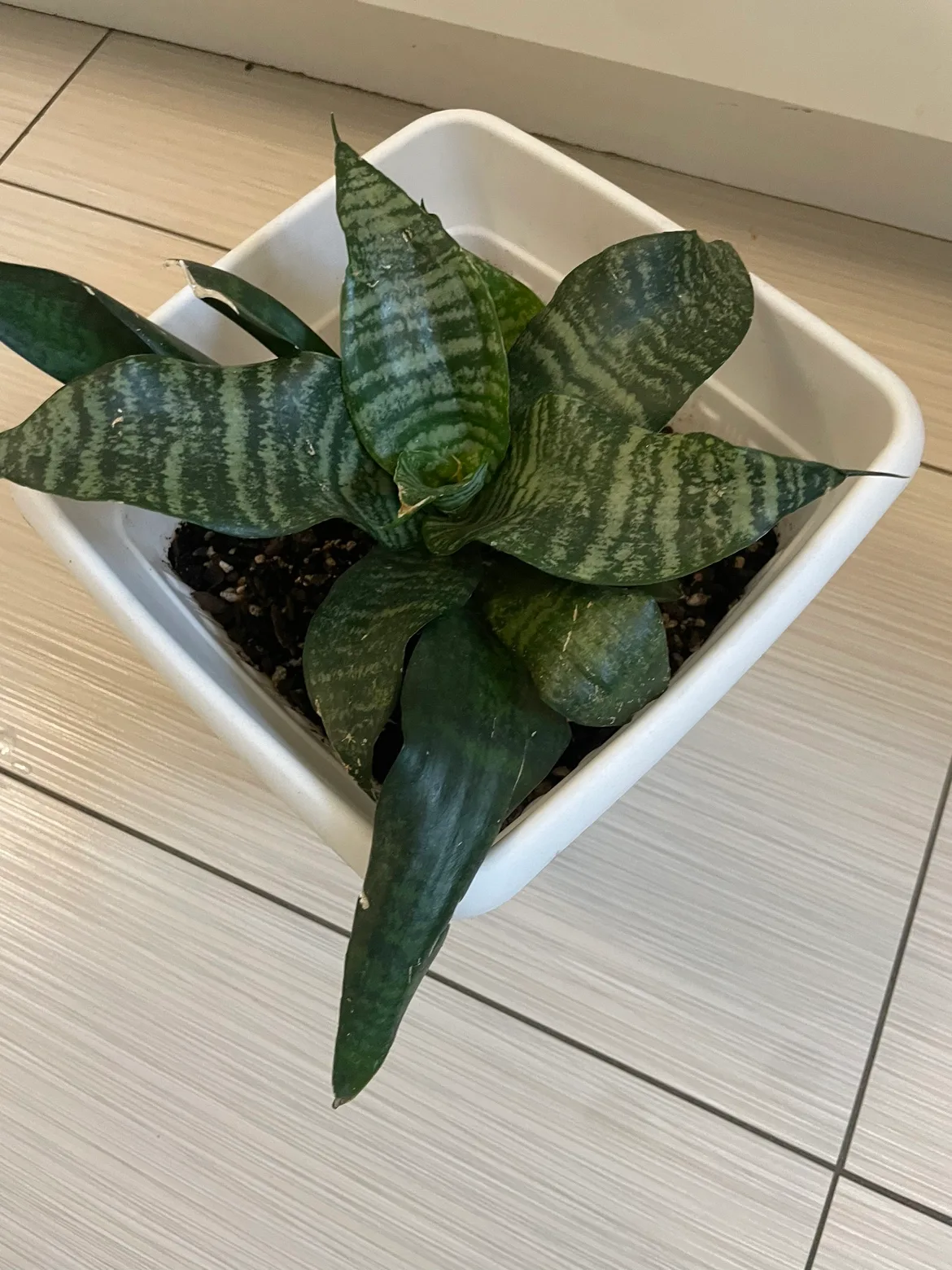 Snake Plant thumbnail