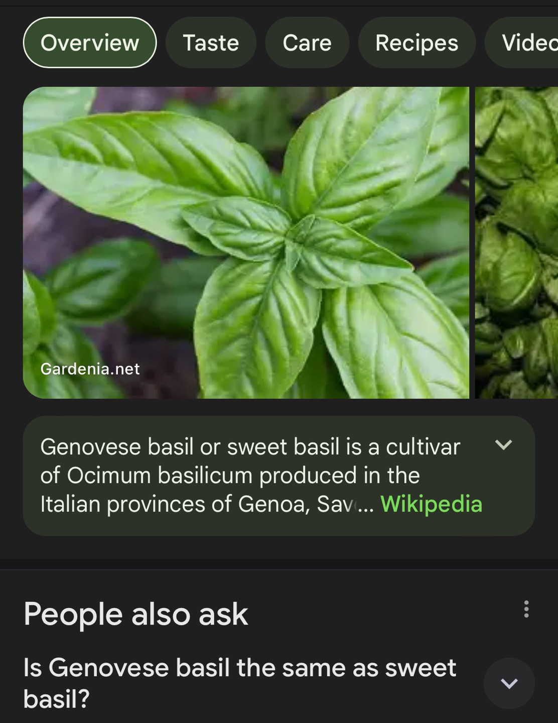 Basil Plant - photo 4