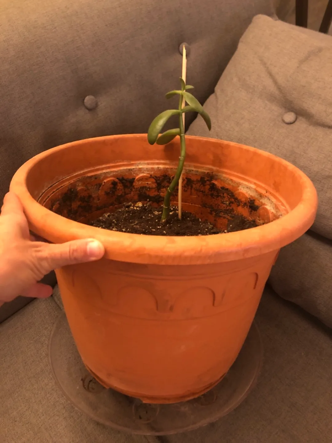 Baby Jade plant thumbnail
