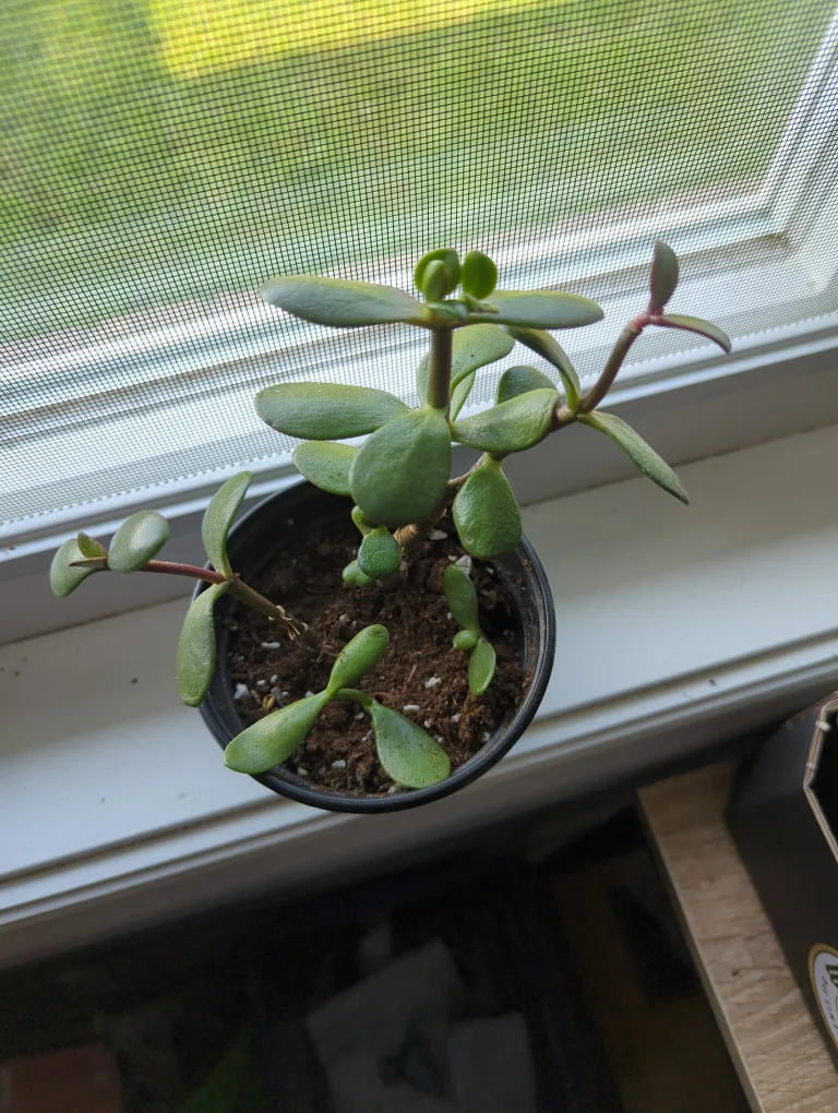 Jade Plant #14 image indicator(2)
