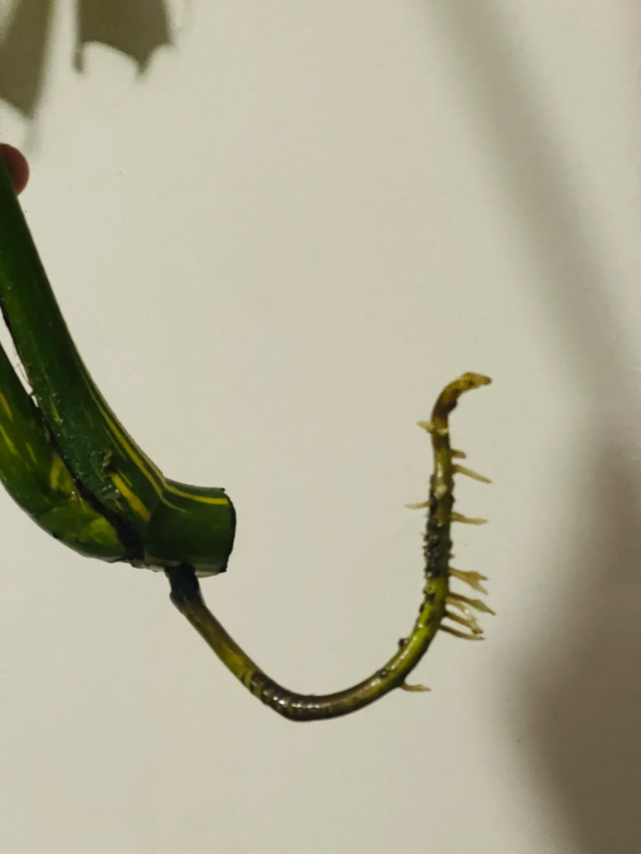 Monstera Thai Top Cutting image indicator(3)