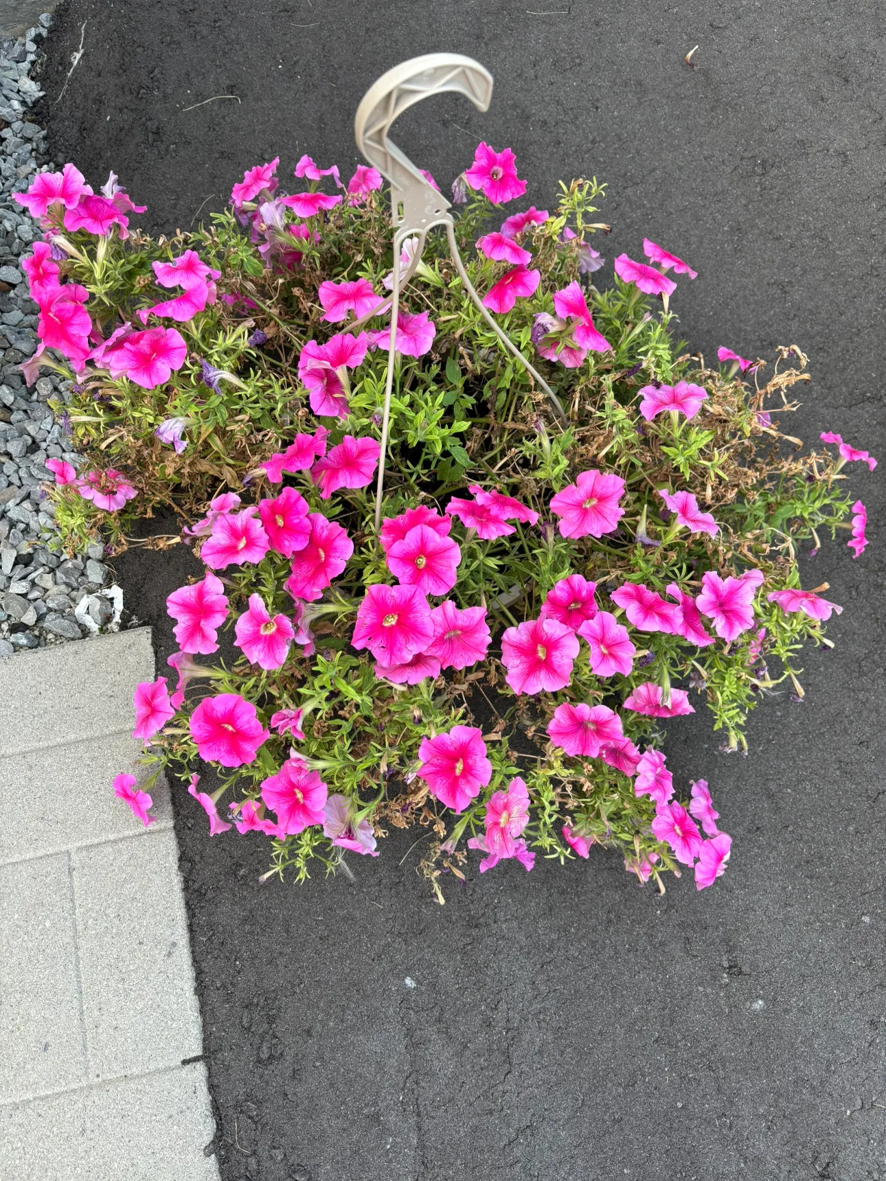 #freecycle Hanging Pink Flower Basket thumbnail