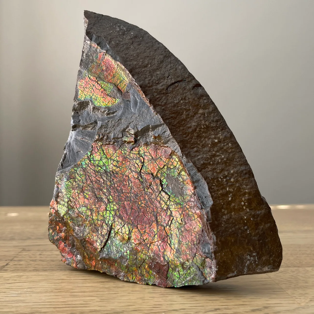 Raw Ammolite from Alberta thumbnail